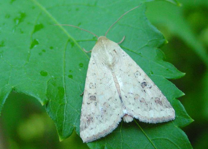 Noctuelle De La Tomate Helicoverpa Armigera