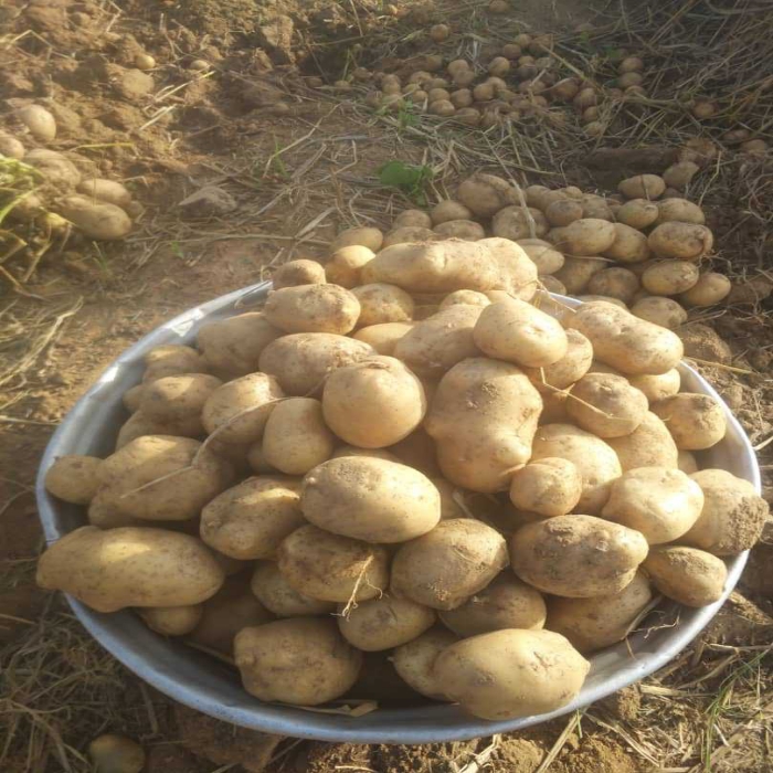 
          Activités du centre de recherche agronomique de la savane humide (CRA-SH) : Des travaux d’amélioration variétale de l’igname et de la pomme de terre au Togo.

