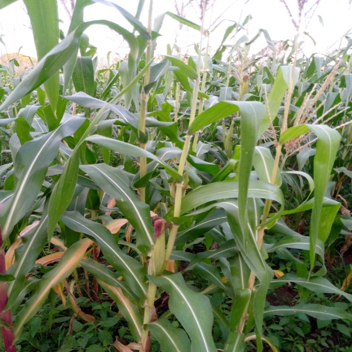 La culture du maïs en saison sèche.