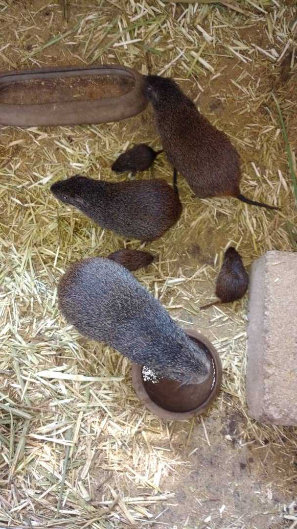 
          #Elevage de l'agouti ponc'dctué: c'est un rongeur de la famille des dasyproctidae .Ce pratique d'élevage est reconnu au Centre du Togo.C'est un herbivore comme la plupart des rongeurs.