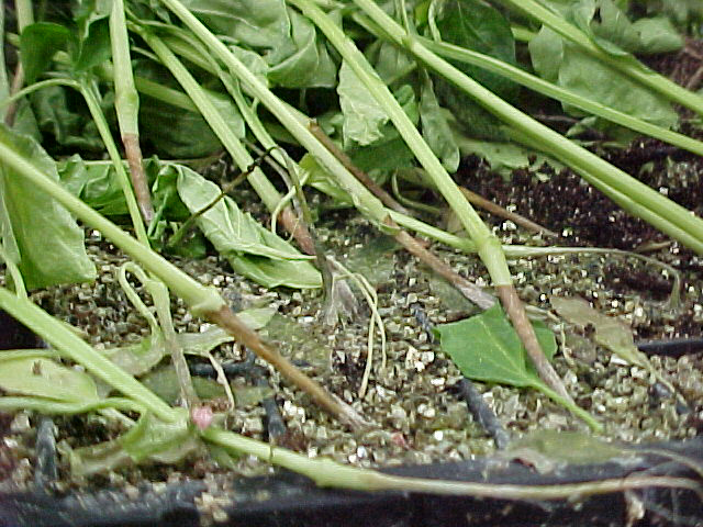 
          Rhizoctonia solani (Rhizoctone brun)