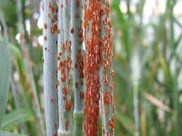 
          Rouille noire des céréales (Puccinia graminis)