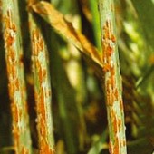 
          Rouille noire des céréales (Puccinia graminis)