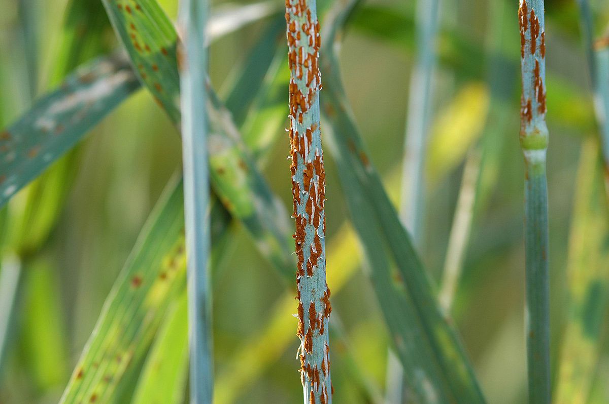 
          Rouille noire des céréales (Puccinia graminis)