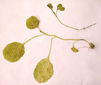 
          Olpidium brassicae (Nécrose des radicelles des céréales)