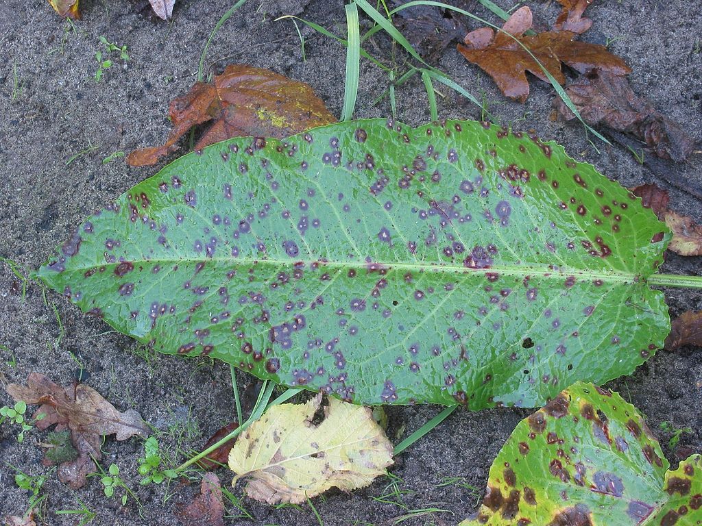 
          Taches foliaires 