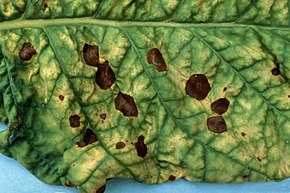 
          Alternaria alternata (Pourritures noires de l'épi)