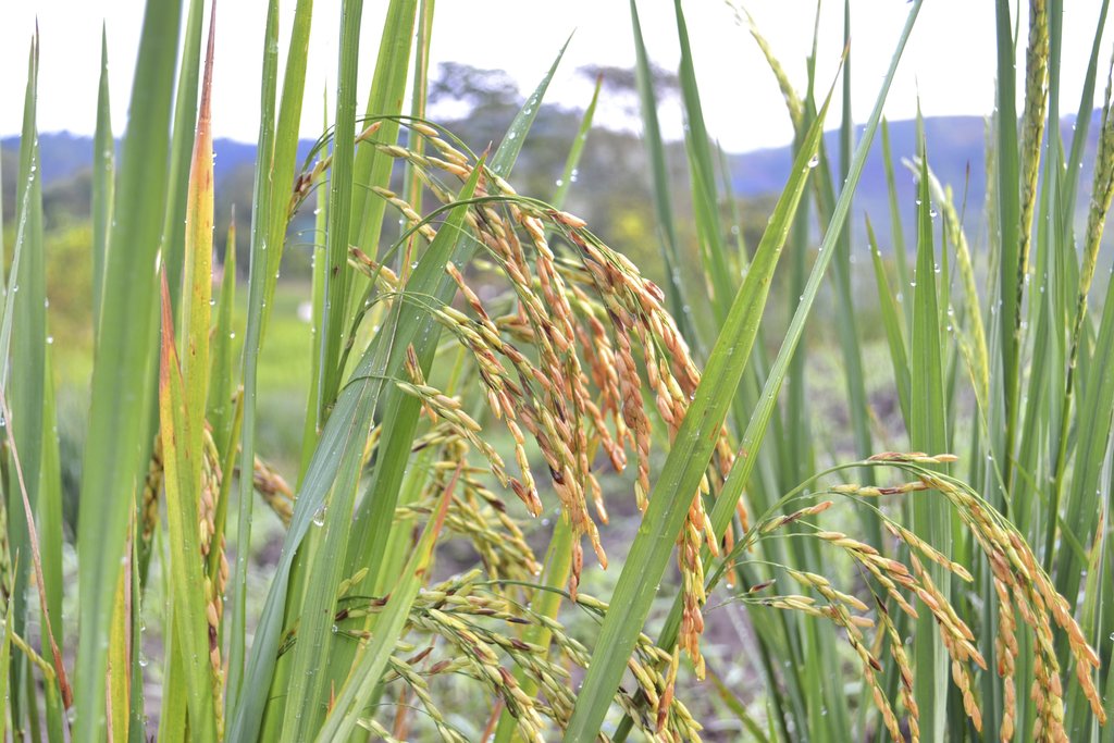 
          Rhizopus microsporus (Brûlure des semis chez le riz)