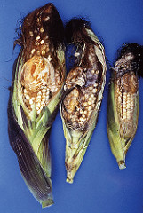 
          Claviceps gigantea (Ergot du maïs ou Dent de cheval)