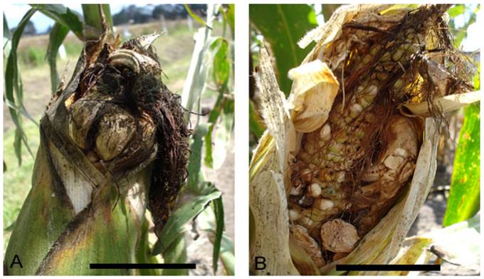 
          Claviceps gigantea (Ergot du maïs ou Dent de cheval)