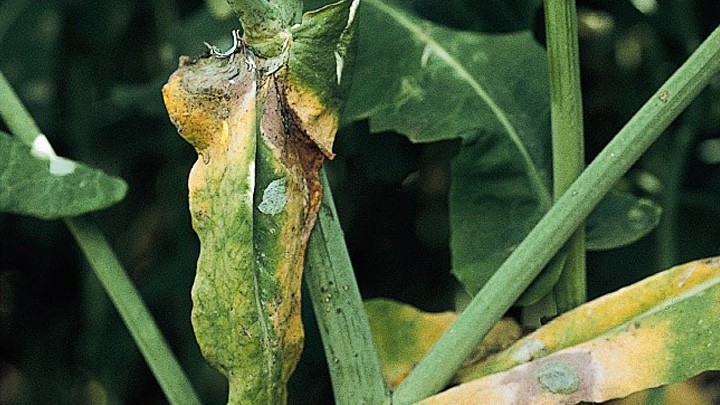 
          Sclérotiniose en végétation (Sclerotinia sclerotiorum)