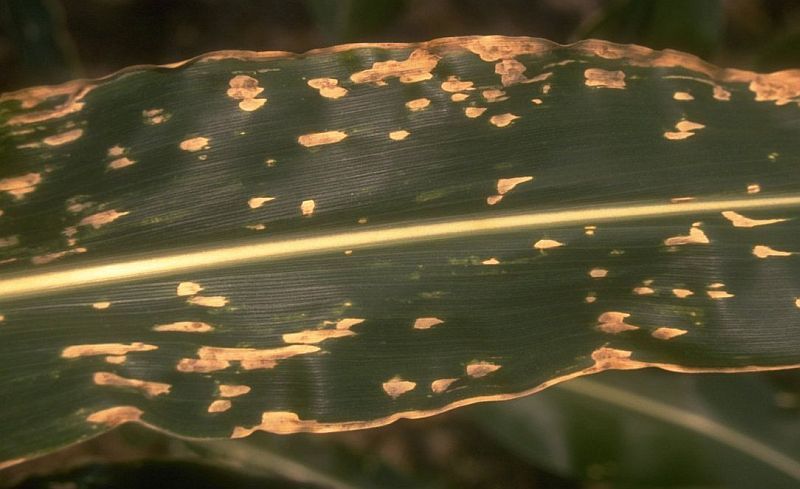 
          Brûlure méridionale des feuilles (Cochliobolus heterostrophus)