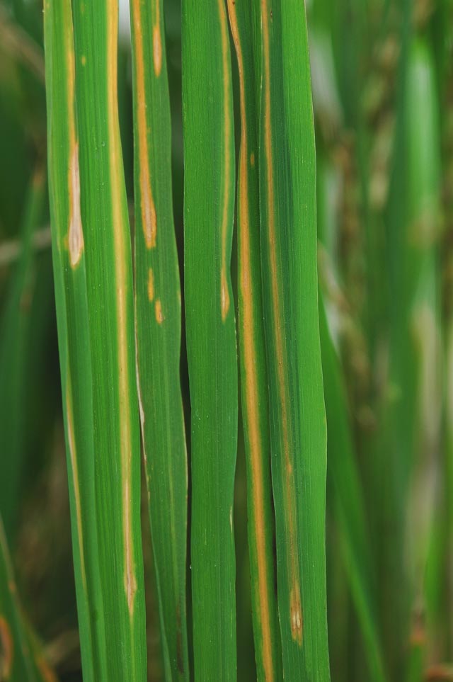 
          Virus de la rayure du riz (Rice stripe virus, RSV)