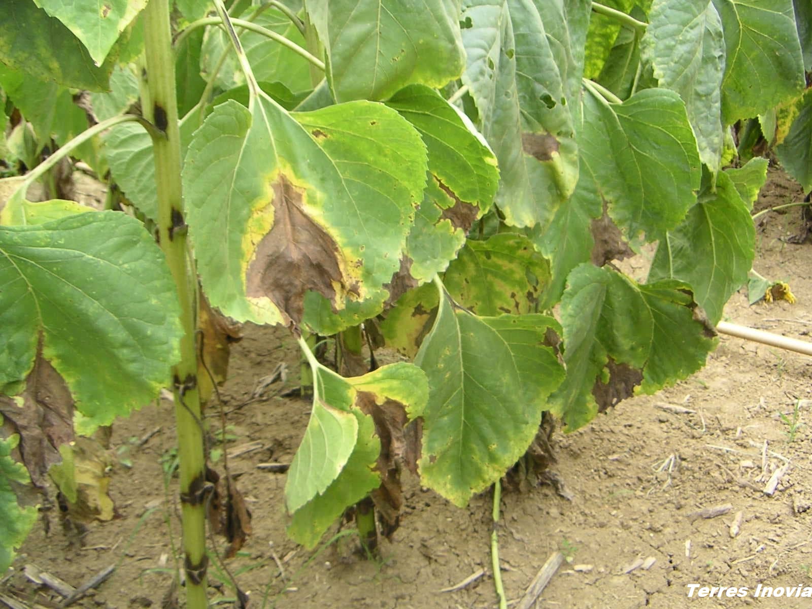 
          Phomopsis du tournesol (Phomopsis helianthi)