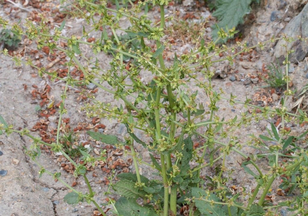 
          Rumex élégant: Adventice de la famille des renouées