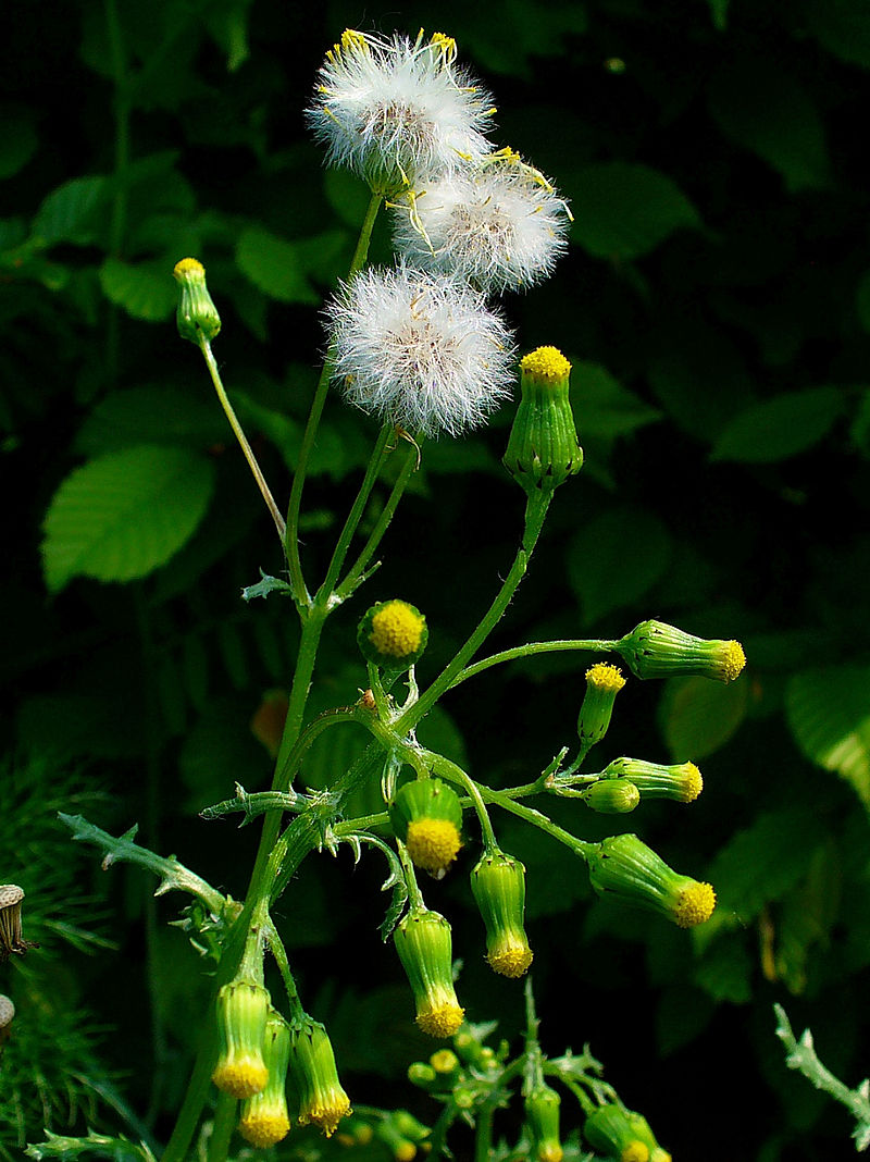 
          Séneçon commun - Asteraceae