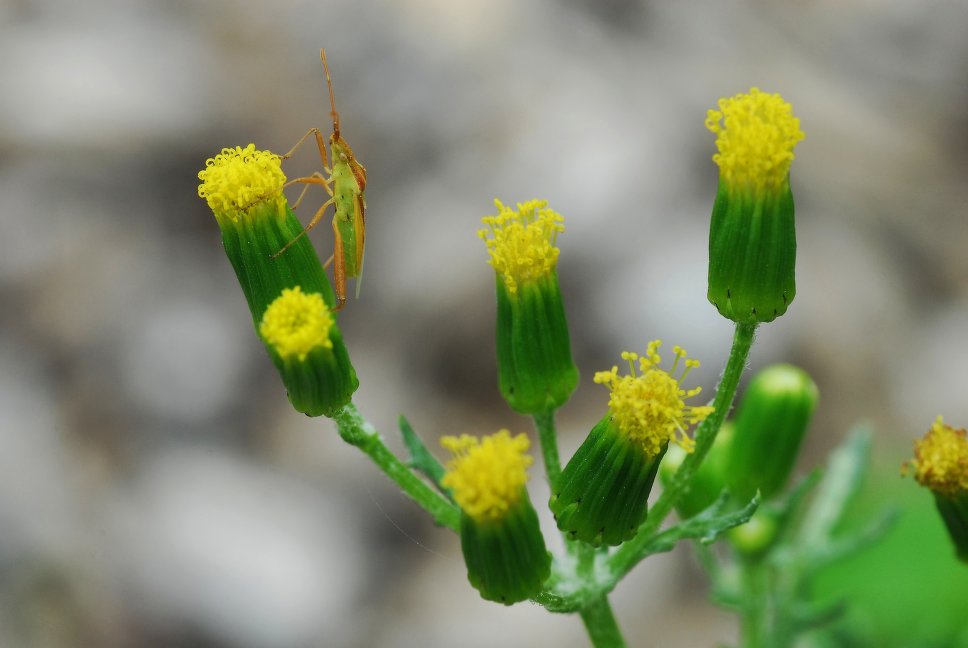 
          Séneçon commun - Asteraceae 