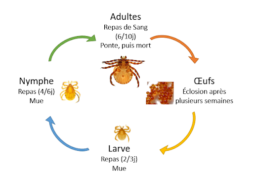 
          Le cycle de vie des tiques