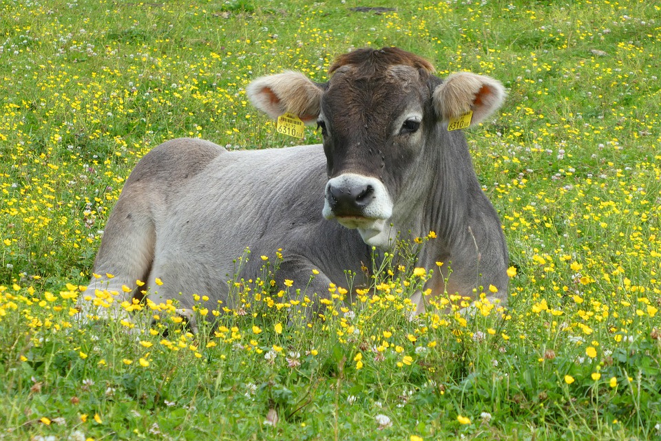 
          Les tiques chez les bovins: Lutte chimique et écologique