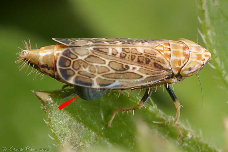 
          La cicadelle du blé