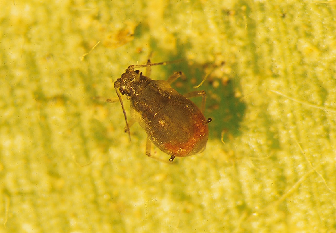 
          Rhopalosiphum padi sur triticale