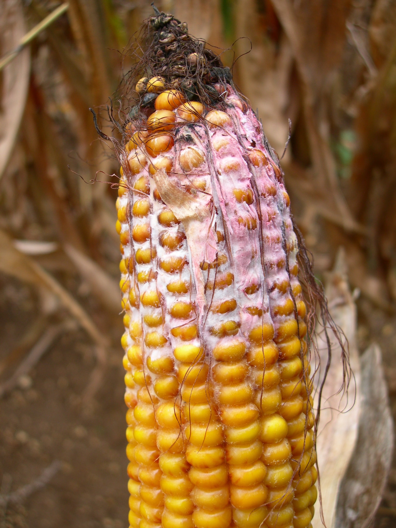 
          Les ravageurs du maïs: La fusariose