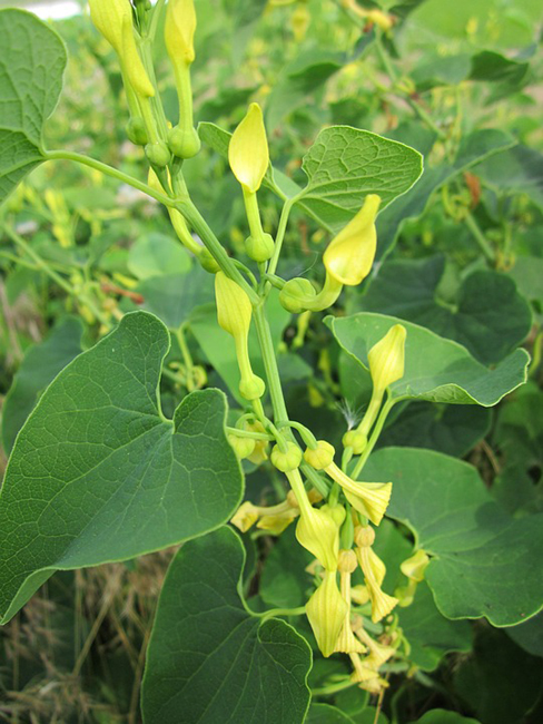 
          Aristoloche dans un jardin?