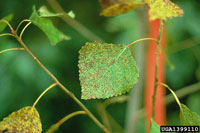 
          Taches foliaires 