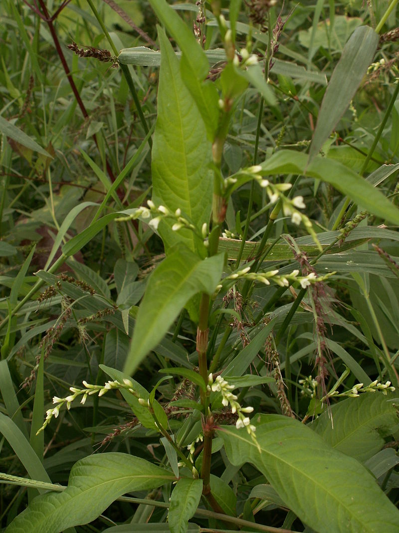 
          Renouée poivre d'eau