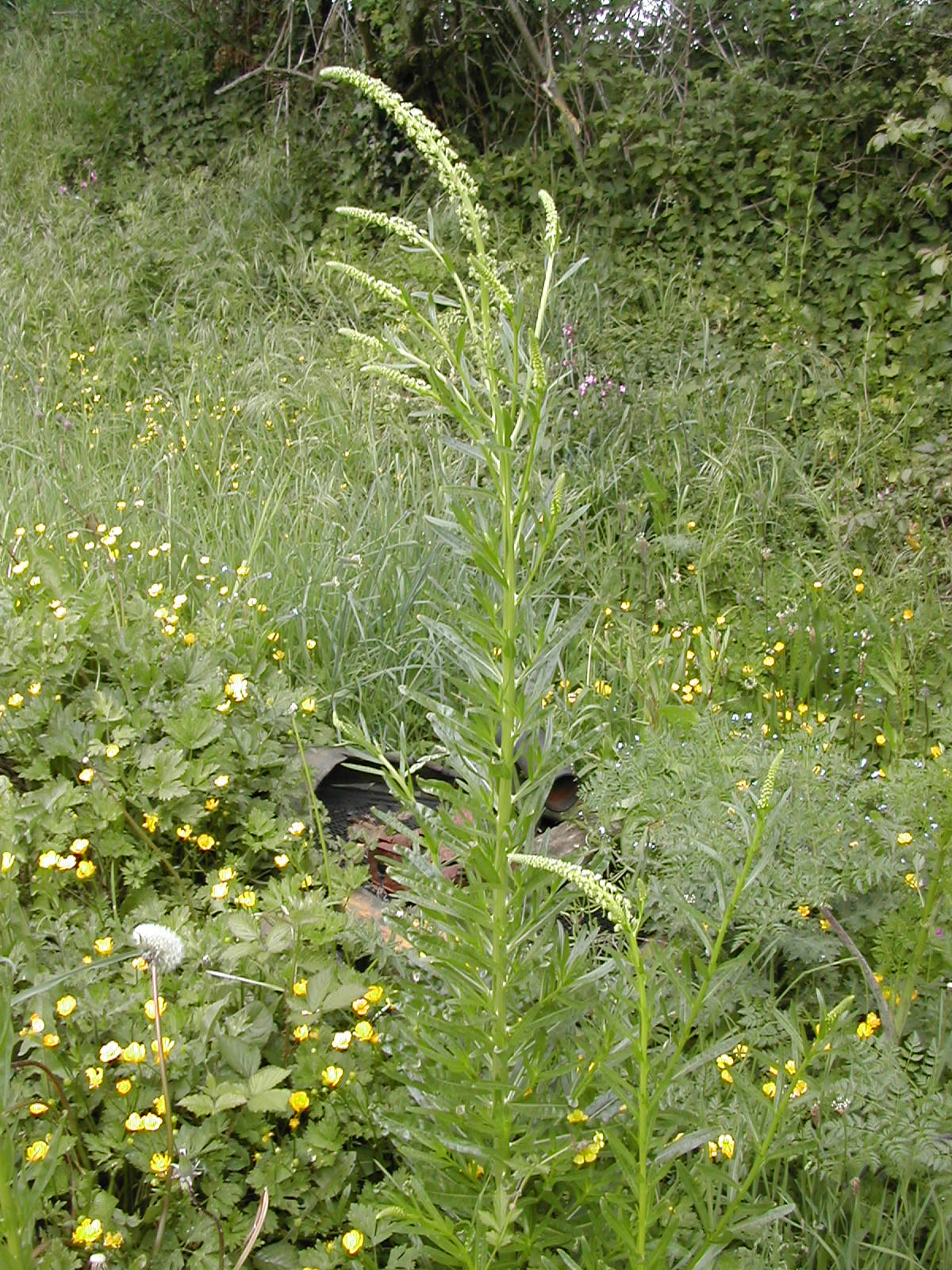 
          Réséda jaune (Reseda lutea)