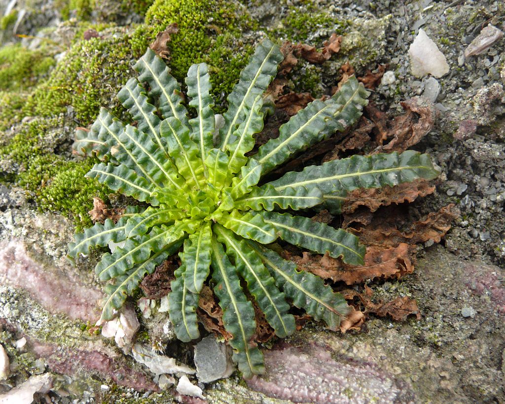 
          Réséda jaune (Reseda lutea)