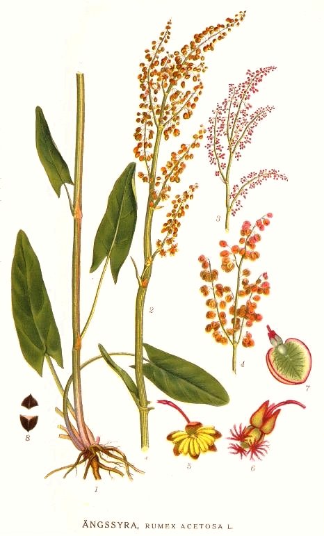 
          Rumex grande oseille (Rumex acetosa)