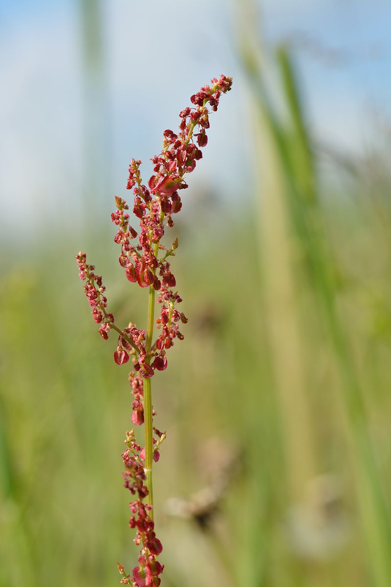 
          Rumex grande oseille (Rumex acetosa)