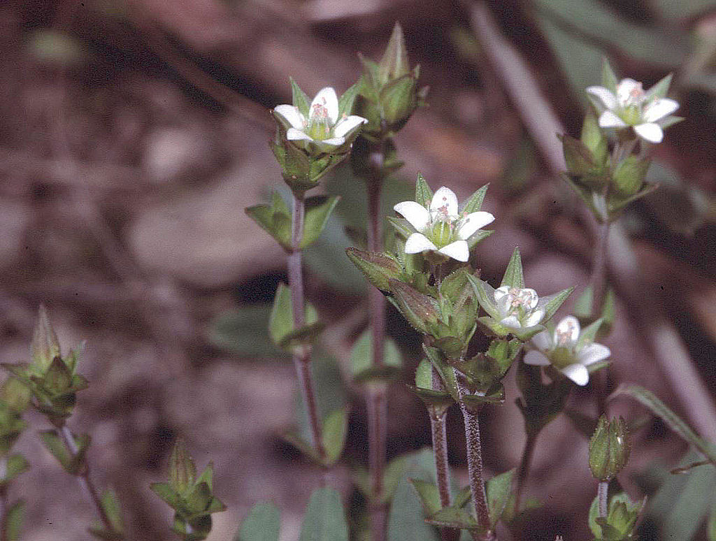 
          Sabline à feuilles de serpolet: Une plante annuelle de la famille des Caryophyllacées 