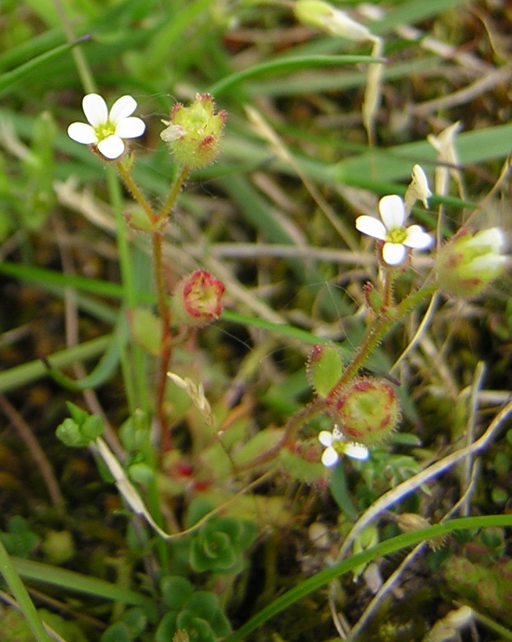 
          Saxifrage à trois doigts