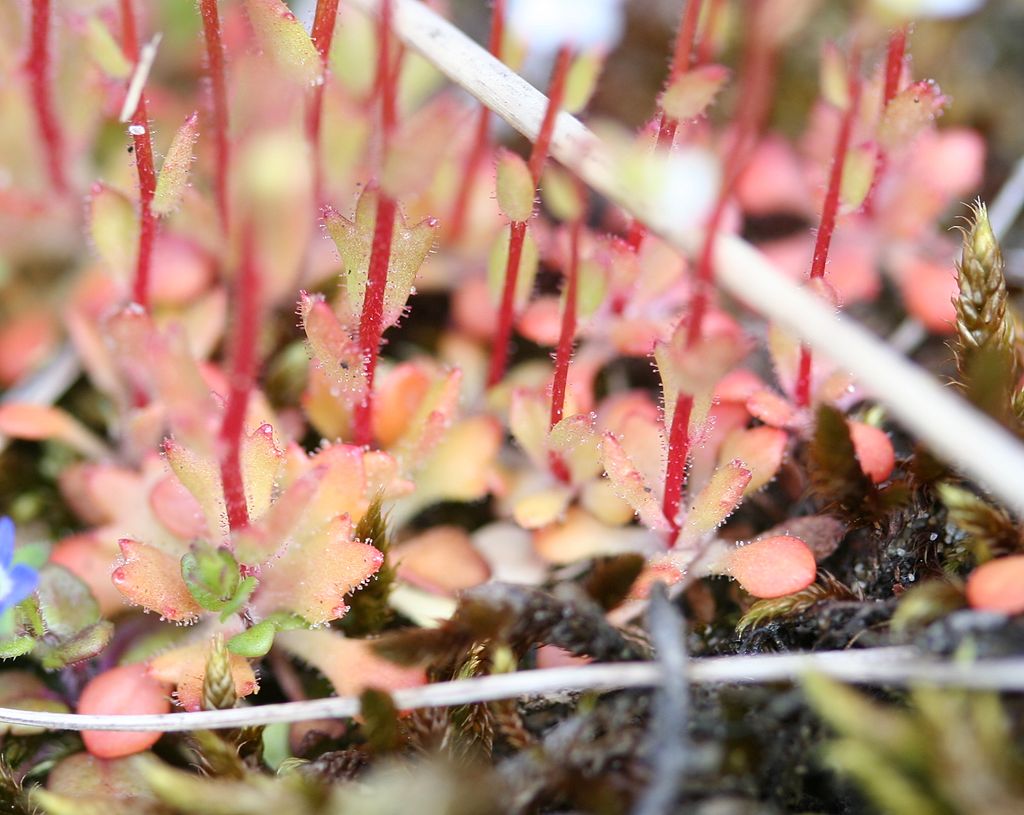 
          Saxifrage à trois doigts 