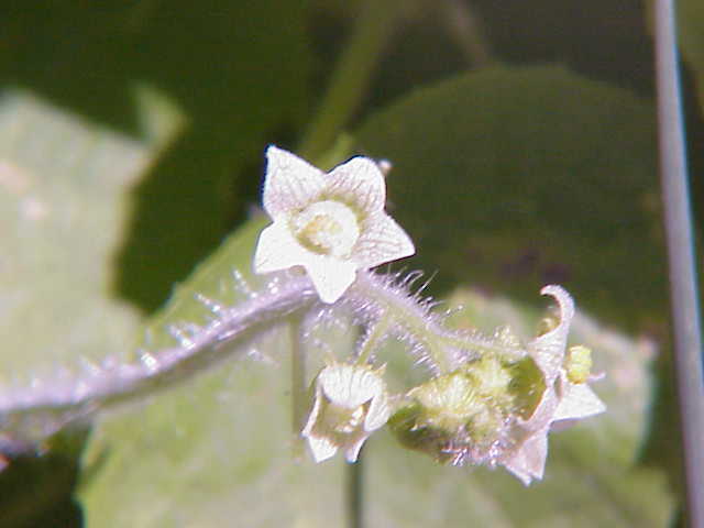 
          Sicyos angulatus (Sicyos anguleux)