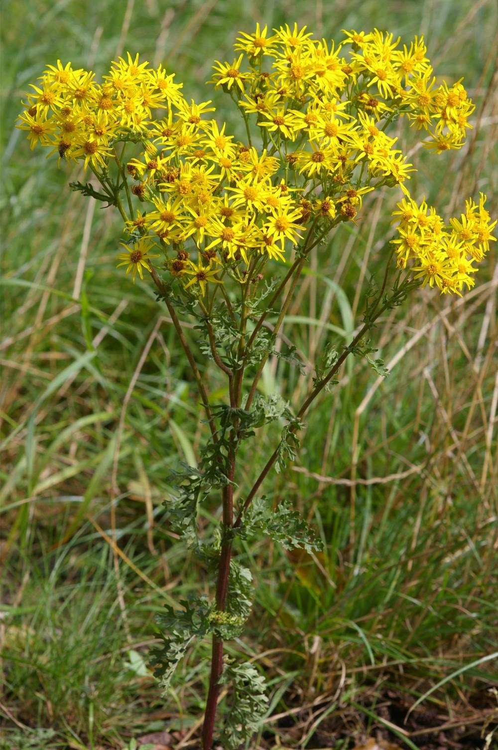 
          Séneçon jacobée - une plante envahissante