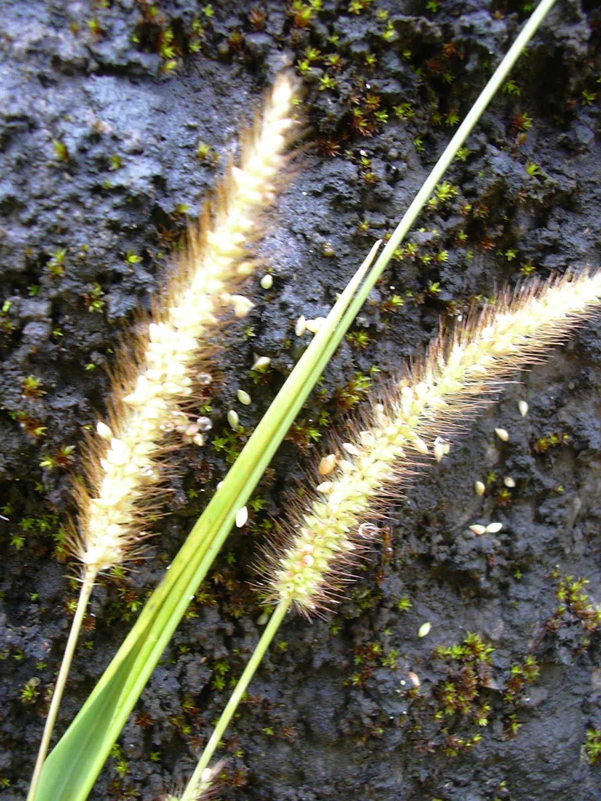 
          Sétaire (Setaria sp)