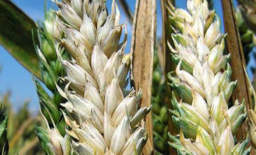 
          Attention au risque de fusariose autour de la floraison, sur les plantes de blé