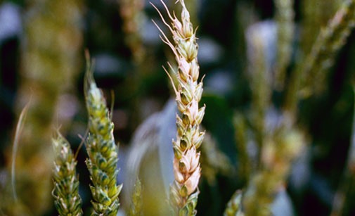 
           Les symptômes de la fusariose sur le blé