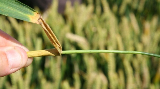 
           Fusariose du blé - Fusarium roseum | Syngenta France 