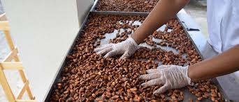 
          L’innovation  dans la transformation du cacao 