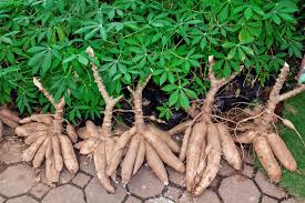 
           Le monde agricole dispose de plusieurs variétés de manioc résilientes.