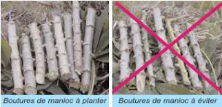 
           Une  idée sur la sélection et la plantation de boutures de manioc.