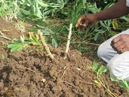 
           Réussir l’étape du bouturage pour assurer la stabilité de la plante du manioc.