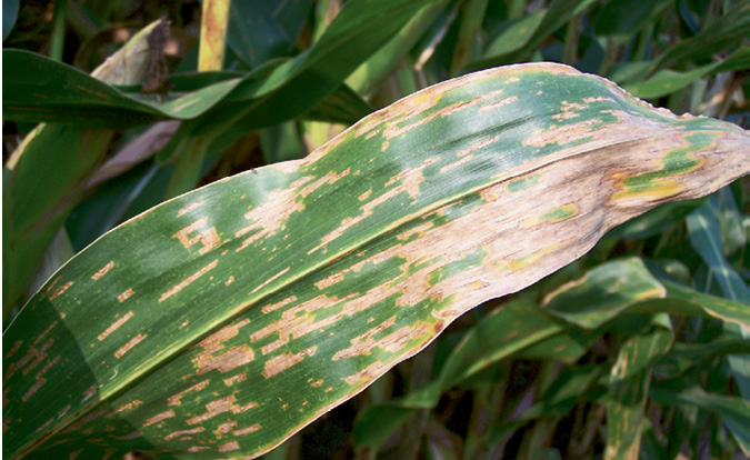 
            Les maladies foliaires: La cercosporiose du sorgho, ou maladie des taches grises