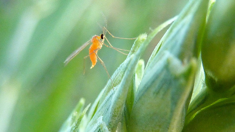 
            Insecte nuisible au sorgho: La cecidomyie du sorgho (Contarinia sorghicola)