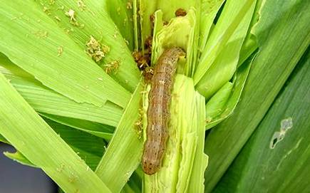 
            Insecte nuisible au sorgho: Chenille Chilo partellus (Swinhoe) 