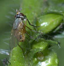 
            Insecte nuisible au sorgho: Atherigona soccata, un foreur de tige